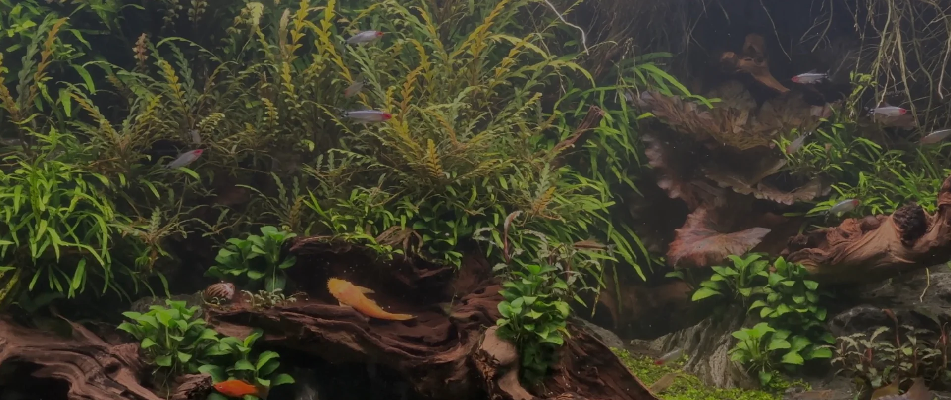 Vibrant Life for Every Tank